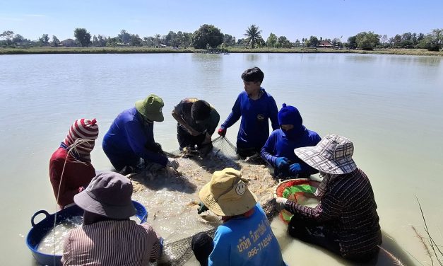กาฬสินธุ์ กุ้งก้ามกรามขายดีเป็นประวัติการณ์ ขาดตลาดแล้ว