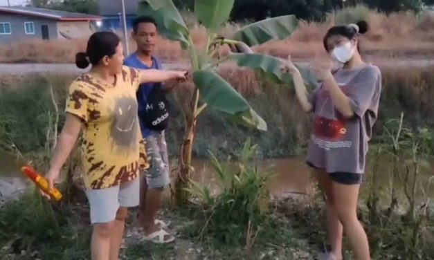 นครนายก กล้วยน้ำว้าแปลกสูงเพียงเท่าคนปลูกเมตรกว่าๆ รีบออกลูก  ชาวบ้านก็ไม่รอช้าขอโชค