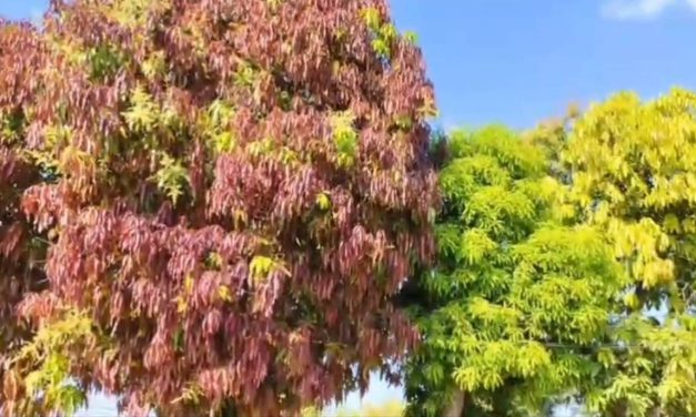 นครนายก – ชาวบ้านฮือฮาต้นมะม่วงออกใบสีม่วงแดงเต็มต้น