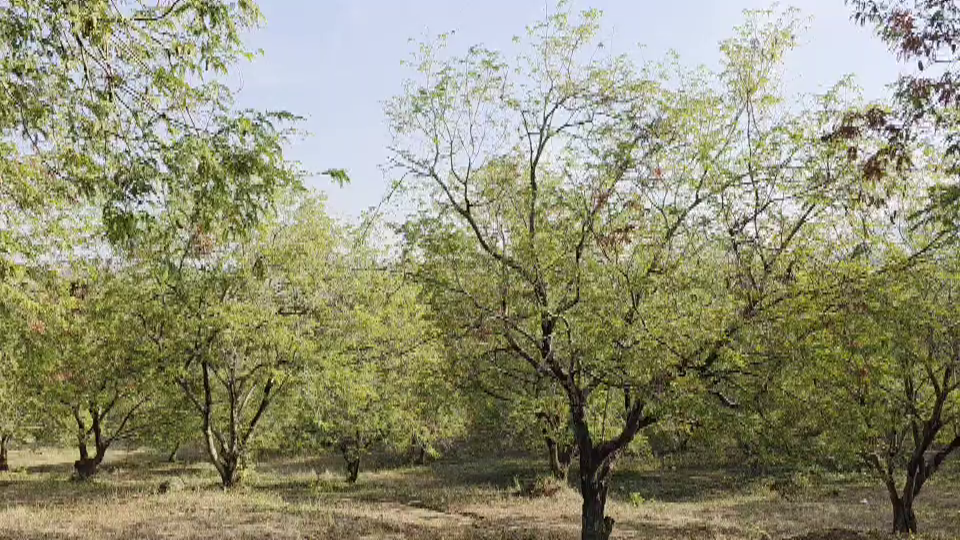 เพชรบูรณ์ คนร้าย 5 คนพร้อมอาวุธก่อเหตุขโมยมะขามหวานยกสวน