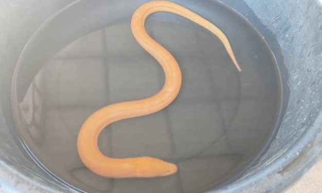 พะเยา ฮือฮา! พบปลาไหลทองชมพู สีแปลกเชื่อเป็นสัตว์มงคลนำโชค