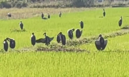 พะเยา ยังหนาว 14-15 องศาฯ! นกปากห่างนับร้อยแห่ผิงแดด เรียงรายเต็มคันนาผู้