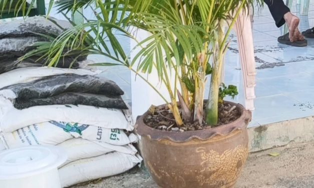 พะเยา ฮือฮา! ต้นหมากเหลืองออกใบประหลาด คดเคี้ยวคล้ายพญานาค ชาวบ้านแห่ขอพร ตีเลขเสี่ยงโชค