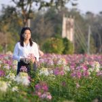 เทศบาลทุ่งยั้ง อำเภอลับแลจังหวัดอุตรดิตถ์ สร้างจุดเช็คอินทุ่งดอกผักเสี้ยนฝรั่ง สถานที่ท่องเที่ยวใหม่