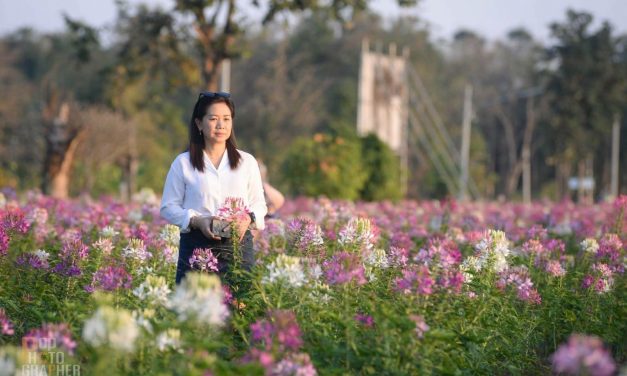 เทศบาลทุ่งยั้ง อำเภอลับแลจังหวัดอุตรดิตถ์ สร้างจุดเช็คอินทุ่งดอกผักเสี้ยนฝรั่ง สถานที่ท่องเที่ยวใหม่