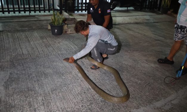 เบตง ชาวบ้านยะรม ผวา งูจงอาง ยาวประมาณ 4 เมตร อยู่ในคูน้ำหน้าบ้าน แจ้งชมรมคนรักสัตว์ จับปล่อยคืนสู่ป่าธรรมชาติ