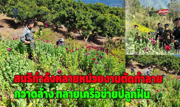 น่าน ตชด.325 เชียงกลาง สนธิกำลังหลายหน่วยงานตัดทำลาย กวาดล้าง ทลายเครือข่ายปลูกฝิ่นไร่ฝิ่นกว่า 50 แปลง
