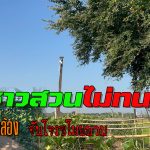 อ่างทอง ชาวสวน หมู่ที่ 8  ตำบลโพสะ  ไม่ทน ยอมลงทุนติดกล้องวงจรปิดจับโจรขโมยบวบ