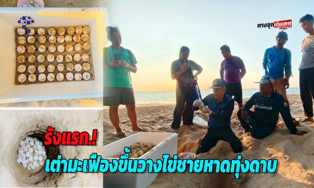 พังงา แม่เต่ามะเฟืองขึ้นวางไข่ชายหาดทุ่งดาบ รังแรกของฤดูกาล2568-2569 จำนวน 105 ฟอง