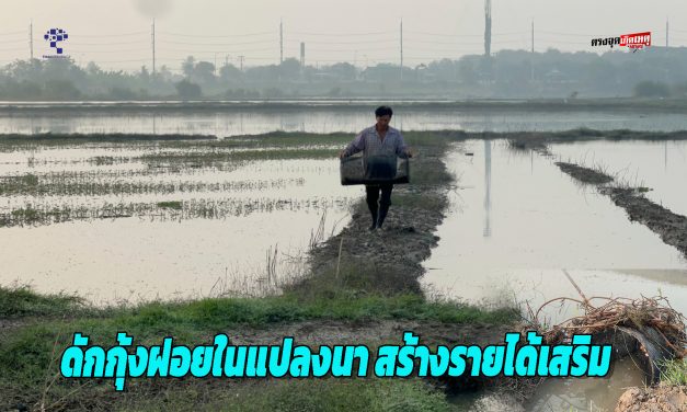 อ่างทอง วิถีชาวบ้านดักกุ้งฝอยในแปลงนาและแหล่งน้ำธรรมชาติสร้างรายได้เสริมช่วงน้ำลด  นำไปขายสร้างรายได้