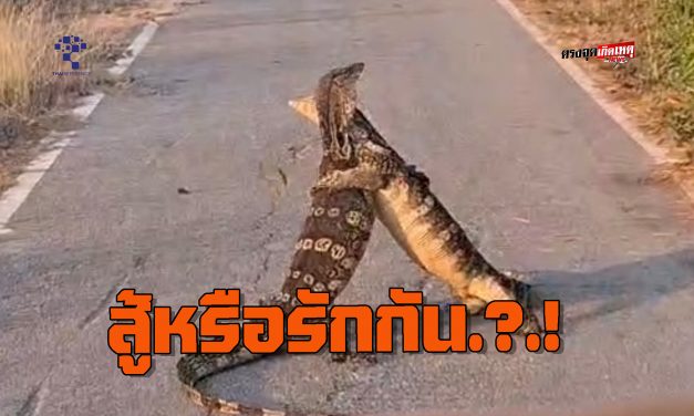 อ่างทอง ตัวเงินตัวทองกอดกันอยู่กลางถนนกู้ภัยสาวผ่านไปเห็นถ่ายคลิปเอาไว้ได้  เผยไม่รู้ว่าเจ้าตัวเงินตัวทองเขารักกันหรือว่าต่อสู้กัน  ได้ถ่ายคลิปแชร์ลงสื่อออนไลน์