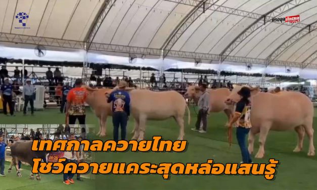 อุทัยธานี ฮือฮา!!เทศกาลควายไทย โชว์ควายแคระสุดหล่อแสนรู้ มูลค่า 20 ล้าน น้องข้าวตังขาหมู