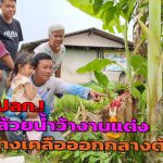 นครนายก แปลก กล้วยน้ำว้างานแต่งแทงเคลือออกกลางต้น