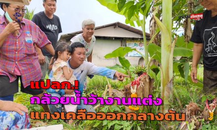 นครนายก แปลก กล้วยน้ำว้างานแต่งแทงเคลือออกกลางต้น