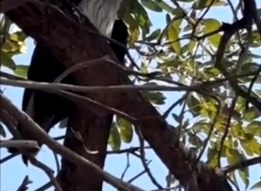 อ่างทอง ชาวบ้านตะลึงนกเหยี่ยวแดงโผล่พื้นที่ตำบลแสวงหาออกอาละวาดบินโฉบเฉี่ยวหัวชาวบ้าน  สร้างความตกใจหวาดแวงมานานกว่าสัปดาห์ 