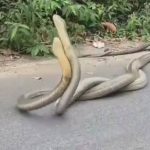 กระบี่ ตื่นตา ชาวบ้านเจอคู่รักงูจงอางพรอดรักกันริมถนน ไม่สนสายตาผู้คน