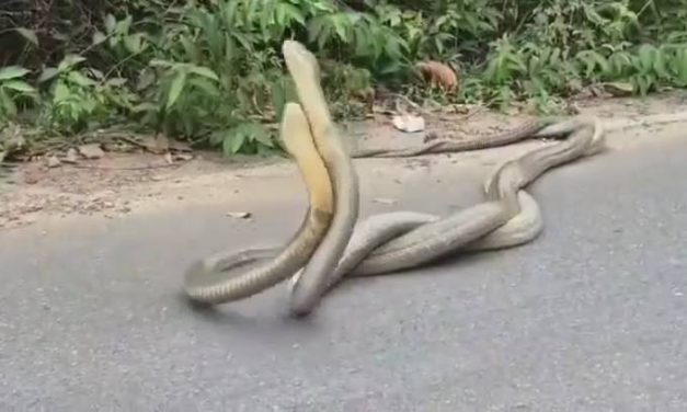 กระบี่ ตื่นตา ชาวบ้านเจอคู่รักงูจงอางพรอดรักกันริมถนน ไม่สนสายตาผู้คน