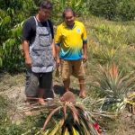 กระบี่ ฮือฮา สับปะรดออกลูกเป็นพญานาค เสี่ยเจ้าของสวนเชื่อมาให้โชค เตรียมสร้างศาลให้หากถูกรางวัลใหญ่