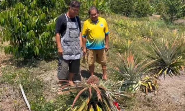 กระบี่ ฮือฮา สับปะรดออกลูกเป็นพญานาค เสี่ยเจ้าของสวนเชื่อมาให้โชค เตรียมสร้างศาลให้หากถูกรางวัลใหญ่