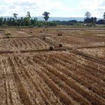 สกลนคร พลิกผืนนาเป็นเงิน ขานรับงดเผา ไถกลบตอซังปลูกข้าวโพดสาลีรายได้งาม