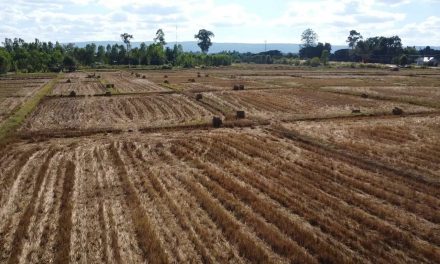 สกลนคร พลิกผืนนาเป็นเงิน ขานรับงดเผา ไถกลบตอซังปลูกข้าวโพดสาลีรายได้งาม