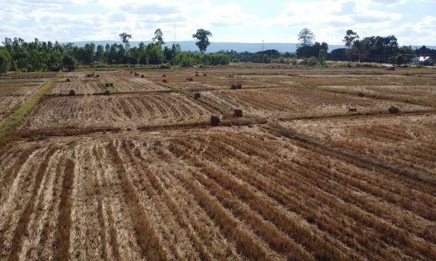 สกลนคร พลิกผืนนาเป็นเงิน ขานรับงดเผา ไถกลบตอซังปลูกข้าวโพดสาลีรายได้งาม