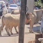 พะเยา ชาวบ้านฮือฮา!ฝูงวัวสามแม่ลูกบุกกลางเมืองเดินผ่ารถมุ่งหน้าร้านอิเล็กทรอนิกส์เหมือนพาลูกมาซื้อแท็บเล็ต