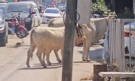 พะเยา ชาวบ้านฮือฮา!ฝูงวัวสามแม่ลูกบุกกลางเมืองเดินผ่ารถมุ่งหน้าร้านอิเล็กทรอนิกส์เหมือนพาลูกมาซื้อแท็บเล็ต