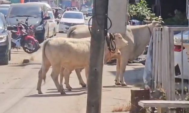 พะเยา ชาวบ้านฮือฮา!ฝูงวัวสามแม่ลูกบุกกลางเมืองเดินผ่ารถมุ่งหน้าร้านอิเล็กทรอนิกส์เหมือนพาลูกมาซื้อแท็บเล็ต