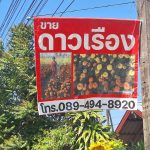 มุกดาหาร  ชาวบ้านปลูกดาวเรืองสร้างรายได้