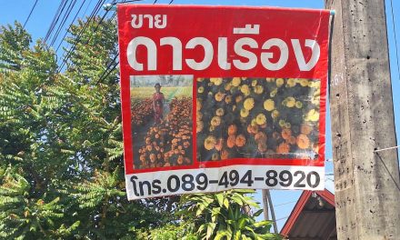 มุกดาหาร  ชาวบ้านปลูกดาวเรืองสร้างรายได้