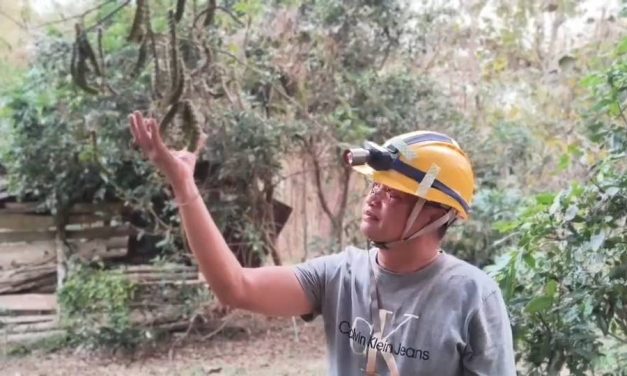 พะเยา ส้มป่อยเดือนห้า ของขลังล้านนา พลังแรงสุดปีเก็บได้วันเดียว