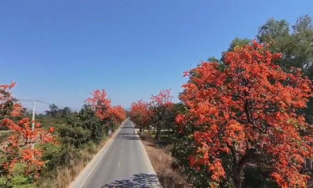 พะเยา อลังการทั้งสาย! ดอกทองกวาวบานสะพรั่ง ถนน 1021 ดอกคำใต้–จุน สวยจนต้องจอดรถถ่ายรูป