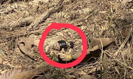 ชาวบ้านไปสวนผงะ! พบวัตถุระเบิดแบบขว้าง ริมทางสวน พื้นที่ สภ.ภูเพียง จ.น่าน