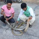 เบตง งูจงอางยักษ์ ต่อสู้ดุเดือด นานประมาณ 5 ชม. ไม่สนสายตาผู้คน กู้ภัยใช้เวลา 5 นาที จับได้ทั้งคู่ เพราะเหนื่อยหอบ ส่วนอีกตัวหนีหายเข้าป่าสวนยางพาราบนเขา