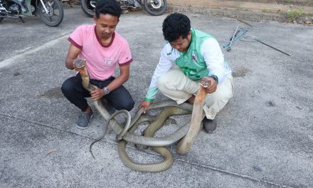 เบตง งูจงอางยักษ์ ต่อสู้ดุเดือด นานประมาณ 5 ชม. ไม่สนสายตาผู้คน กู้ภัยใช้เวลา 5 นาที จับได้ทั้งคู่ เพราะเหนื่อยหอบ ส่วนอีกตัวหนีหายเข้าป่าสวนยางพาราบนเขา