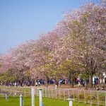 นครปฐม นักท่องเที่ยวเรือนหมื่นแห่ชมความงาม ชมพูพันธ์ทิพย์ ม.เกษตรกำแพงแสน ปี 69 คึกคัก