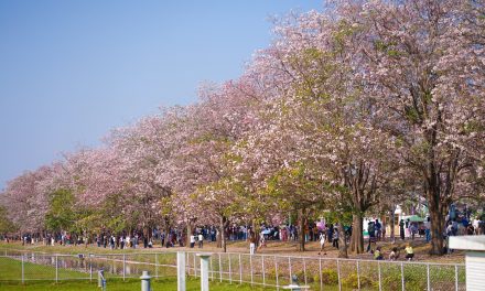 นครปฐม นักท่องเที่ยวเรือนหมื่นแห่ชมความงาม ชมพูพันธ์ทิพย์ ม.เกษตรกำแพงแสน ปี 69 คึกคัก