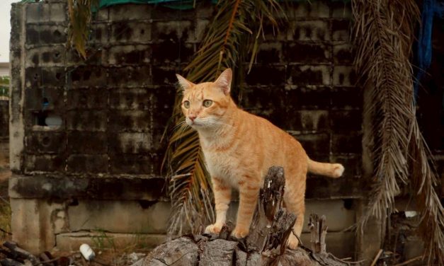 นนทบุรี  คนรักสัตว์อารมณ์นี้เพิ่มรางวัล สามี-ภรรยาที่จังหวัดนนทบุรี ประกาศมอบรางวัล 100,000 บาท ให้กับผู้ที่ช่วยตามหาและนำส่งแมวตัวโปรด