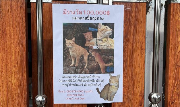 นนทบุรี เจ้าของแมวถุงทอง ตระเวรติดใบประกาศทั่วทุกแห่งหนพร้อมเบิก 100,000 มอบให้กับคนที่นำแมวมาส่งคืนทันที