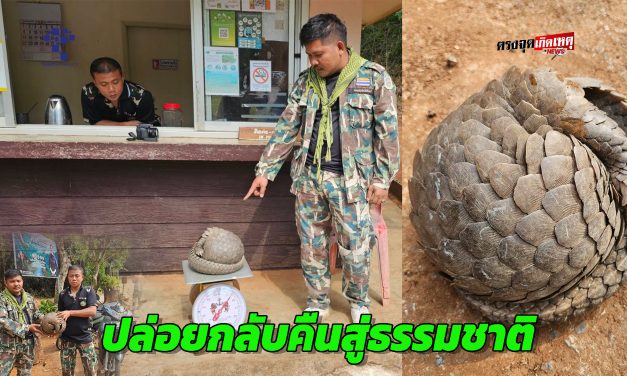 กาญจนบุรี  โชคดีของเจ้าลิ่นชวาตัวน้อย ชาวบ้านเจอก่อนถูกน้องหมาขย่ำ พร้อมประสาน จนท.มารับส่งคืนสู่ธรรมชาติ