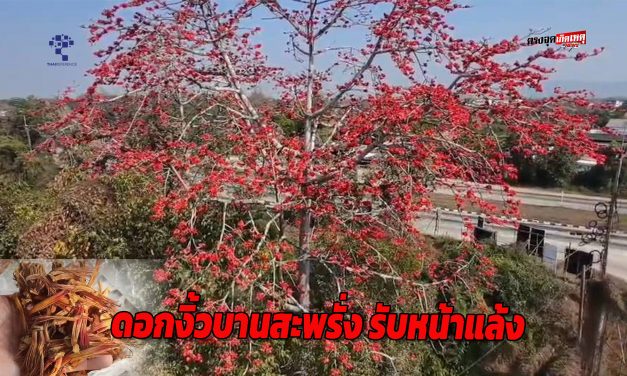 พะเยา แดงฉ่าทั่ว! ดอกงิ้วบานสะพรั่งรับหน้าแล้ง ชาวบ้านแห่เก็บขาย ปีหนึ่งมีครั้งเดียว