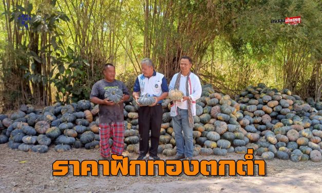 สกลนคร เกษตรกรโอดครวญราคาฟักทองตกต่ำ กิโลกรัมละ 5 บาท