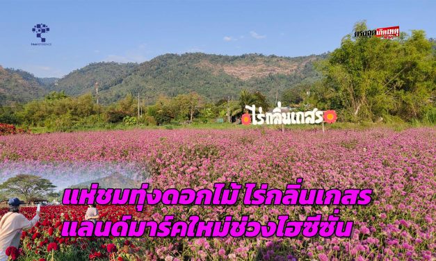 นครนายก  แห่ชมทุ่งดอกไม้ ไร่กลิ่นเกสร แลนด์มาร์คใหม่ช่วงไฮซีซั่น
