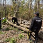 ผอ.สจป.3 แพร่ สั่งให้ชุดปฏิบัติการพิเศษป่าไม้ บูรณาการกำลัง ตรวจยึดพท.บุกรุก 2 แปลง ไม้ของกลาง ความเสียหายของรัฐ 4 แสนกว่าบาท