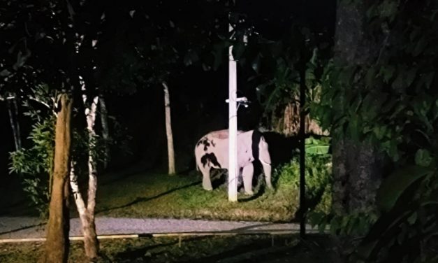 กาญจนบุรี – หน.อุทยานฯลำคลอง เผยช้างป่าสุดหัวแข็ง คือเจ้าเปรี้ยวแห่งน้ำตกนางครวญ 