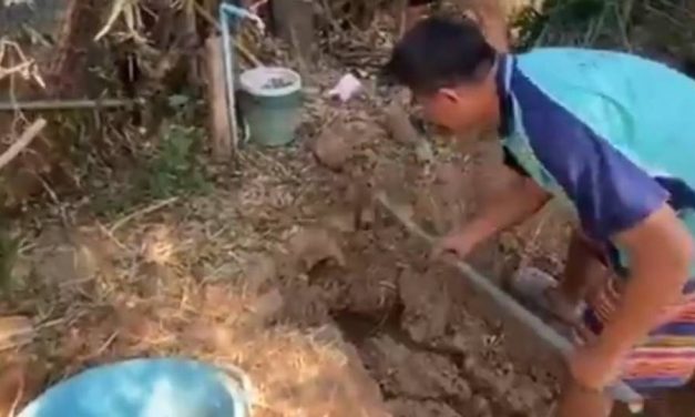 พะเยา 1 ปีมีครั้งเดียว! ชาวบ้านแห่ขุด  ไข่แมงมันสุดพรีเมียม หายาก ราคาพุ่งกิโลทะลุ 1,000 บาท