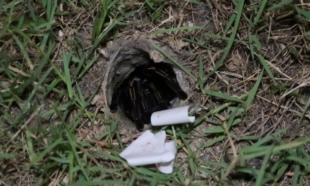 อ่างทอง มาแล้วเลขเสี่ยงทายพญาบึ้งตามความเชื่อของนักเสี่ยงดวง 