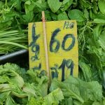 ตลาดท่าน้ำนนท์ ผักสดราคาพุ่ง! มะนาวแตะลูกละ7- 8 บาท ‘ผักชี-ขึ้นฉ่าย’ ขยับเพิ่มเท่าตัวแม่ค้าส้มตำเดือดร้อนหนักต้นทุนสูงร้องรัฐบาลเร่งแก้ไขปัญหา