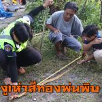 เบตง งูเห่าสีทองพ่นพิษ ติดตาข่ายบ้านพักคนงานโรงแก๊ส เรียกกู้ภัยจับ จ๊ะเอ่ โผล่ออกจากโพรงอีกตัว วางกับดัก จับปล่อยคืนสู่ป่าธรรมชาติ